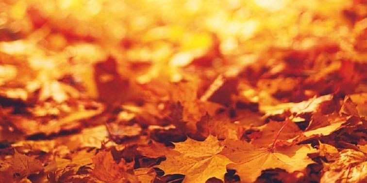 cover-1-2.crop-center.756×384